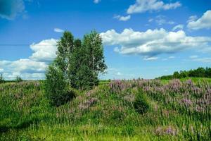 Landscape in Sweden photo