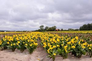 Yellow flowers in field photo