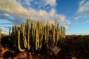 Nature vegetation with cacti photo