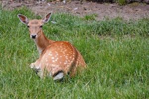 Young deer lying on grass photo