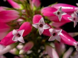 Pink and white flowers photo