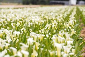 White flowers view photo