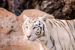 vista de tigre blanco foto