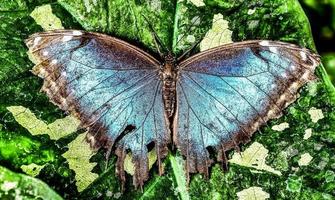 Beautiful butterfly in Costa Rica photo