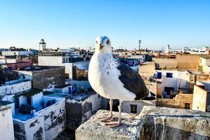 Seagull on a building photo