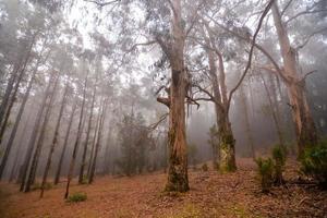 Foggy forest view photo
