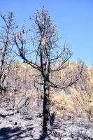 Trees in a burnt forest photo