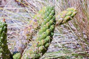 Cactus plant close-up photo