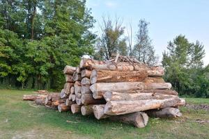 Wood log pile photo