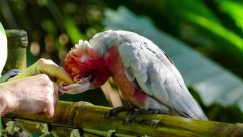 Feeding a parrot photo