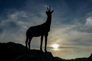 Animal silhouetted at sunset photo