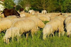 Sheep in field photo