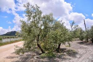 Desert vegetation view photo