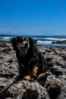 Dog on a beach photo