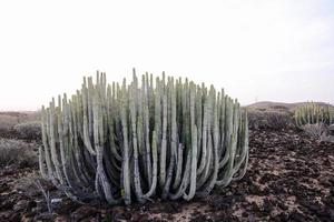 montaña cubierta de nieve en el desierto foto