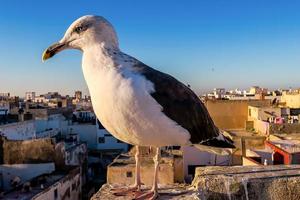 Seagull in Morocco photo