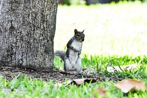 Squirrel next to tree photo