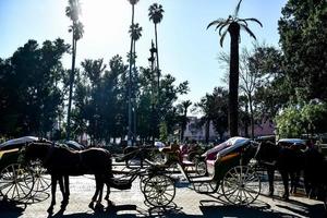 Morocco, 2022 - Horse and carriage photo