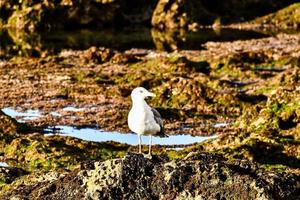 Seagull on the rock photo