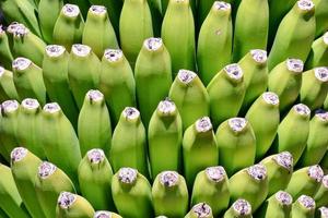 primer plano de plátanos verdes foto