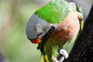 Colorful tropical bird photo