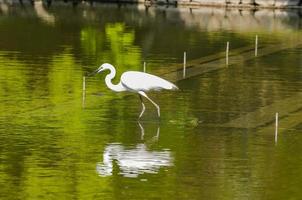 Crane in water photo