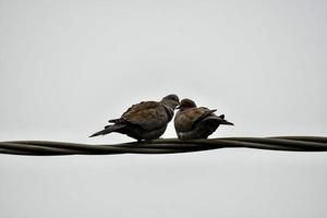 Birds on wire photo