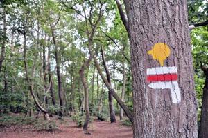 pintar en el arbol foto