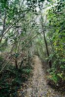 camino en el bosque foto