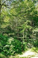Green forest view photo