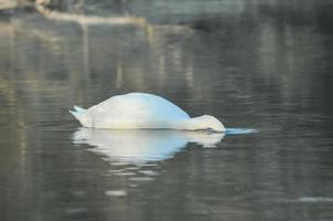 cisne en el agua foto