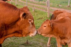 Cows close up photo