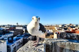 Seagull in Morocco photo