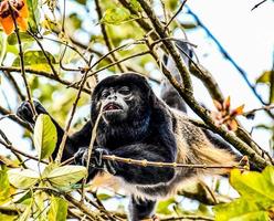 Monkey in tree photo