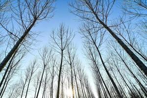 Trees and blue sky photo