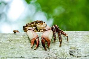 Crab on wood photo