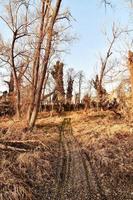 Trees on dirt path photo