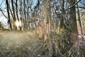 Trees along the path photo