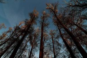 Trees and sky photo