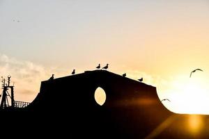 pájaros y arquitectura foto