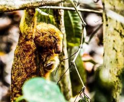 Silky Anteater hangs from branch photo