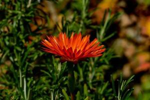 Flower close up photo