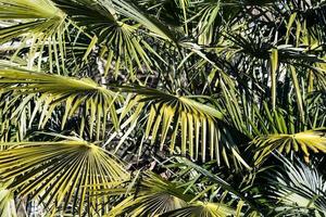 Green palm plants photo