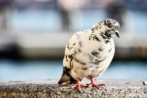 Black and white pigeon photo