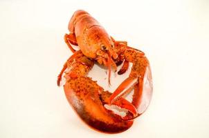 Lobster on white background photo