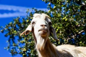 Goat close up photo