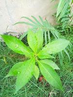 Water henna flower plant with green grass background. photo