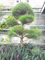 Spruce. Uniquely shaped spruce with three levels of height. photo
