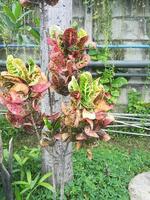 Puring, pudding or croton. With the scientific name Codiaeum variegatum. photo