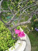 flor de papel de nombre científico bougainvillea glabra es una planta que tiene un tallo de forma irregular y no crece erguida foto
